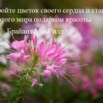 Цитата Брайанта МакГилла о цветах на фоне розово-белых цветов