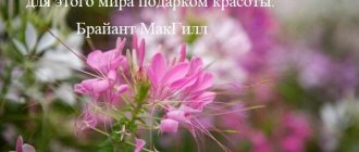 Bryant McGill quote about flowers with pink and white flowers background