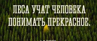 Цитаты про лес и деревья