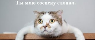 фото кота с прикольной подписью о сосиске.