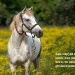 Красивые цитаты и афоризмы про лошадей