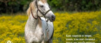 Красивые цитаты и афоризмы про лошадей