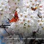 Красивые цитаты и статусы про бабочек