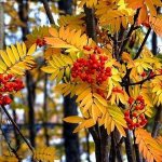 Описание осенней природы и настроения: сочинение миниатюра на тему осень